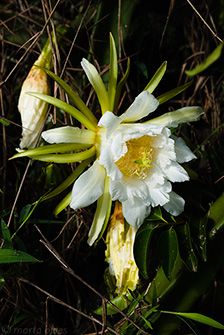 77 - Parque Ant&ocirc;nio Rosa, 12/10/2016 - 08:07