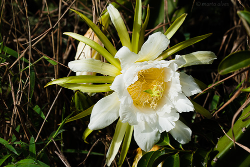 78 - Parque Ant&ocirc;nio Rosa, 12/10/2016 - 08:07