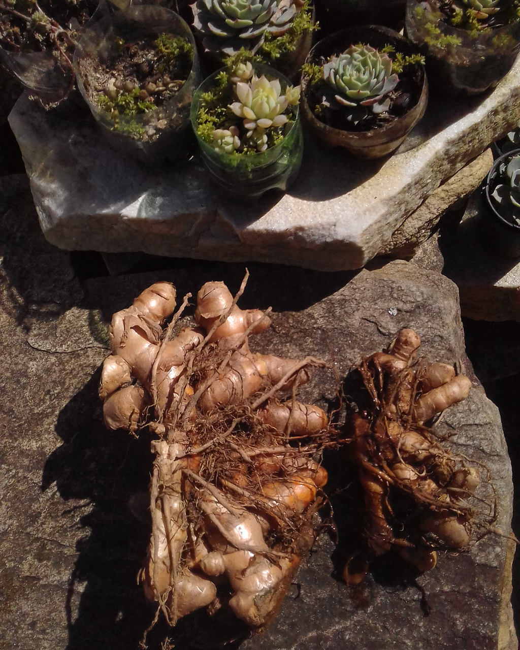 A&ccedil;afr&atilde;o-da-terra