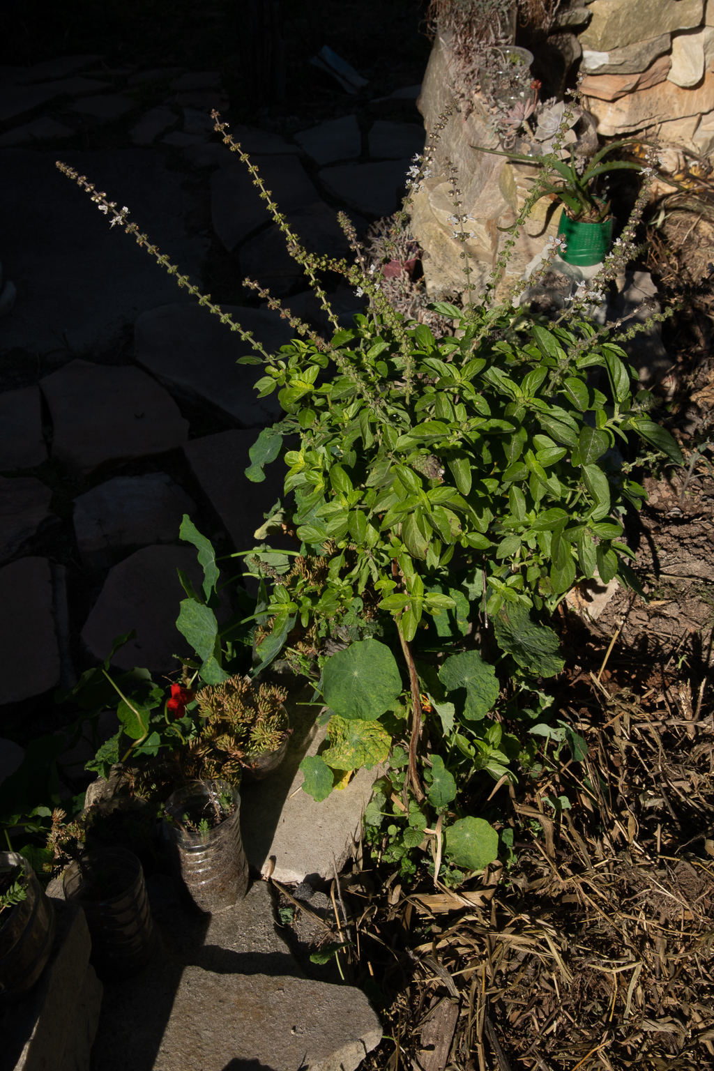 Capuchinha, hortel&atilde; e manjeric&atilde;o
