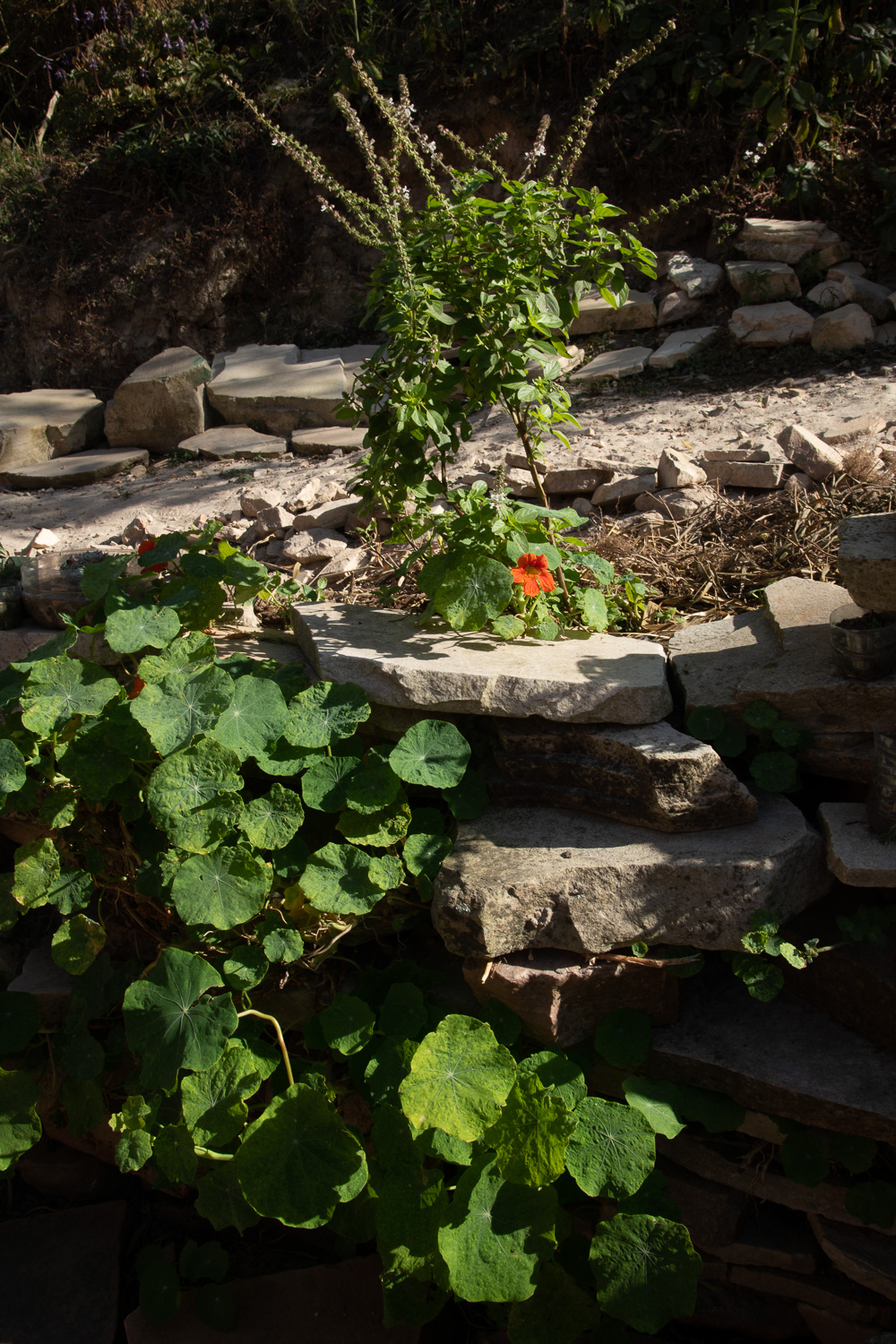 Capuchinha e manjeric&atilde;o