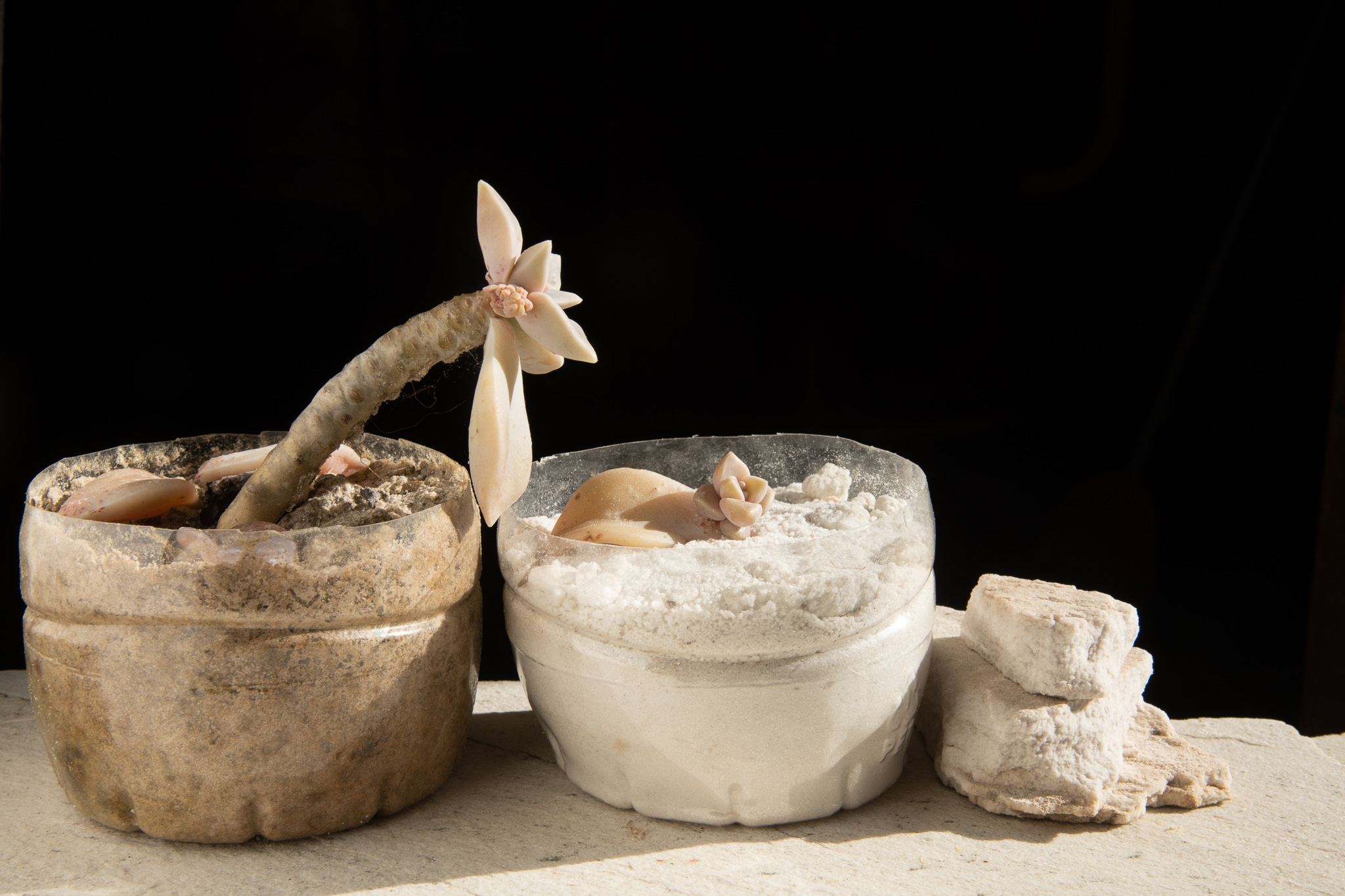Graptopetalum paraguayense (Flor fantasma) plantada em poeira de pedra