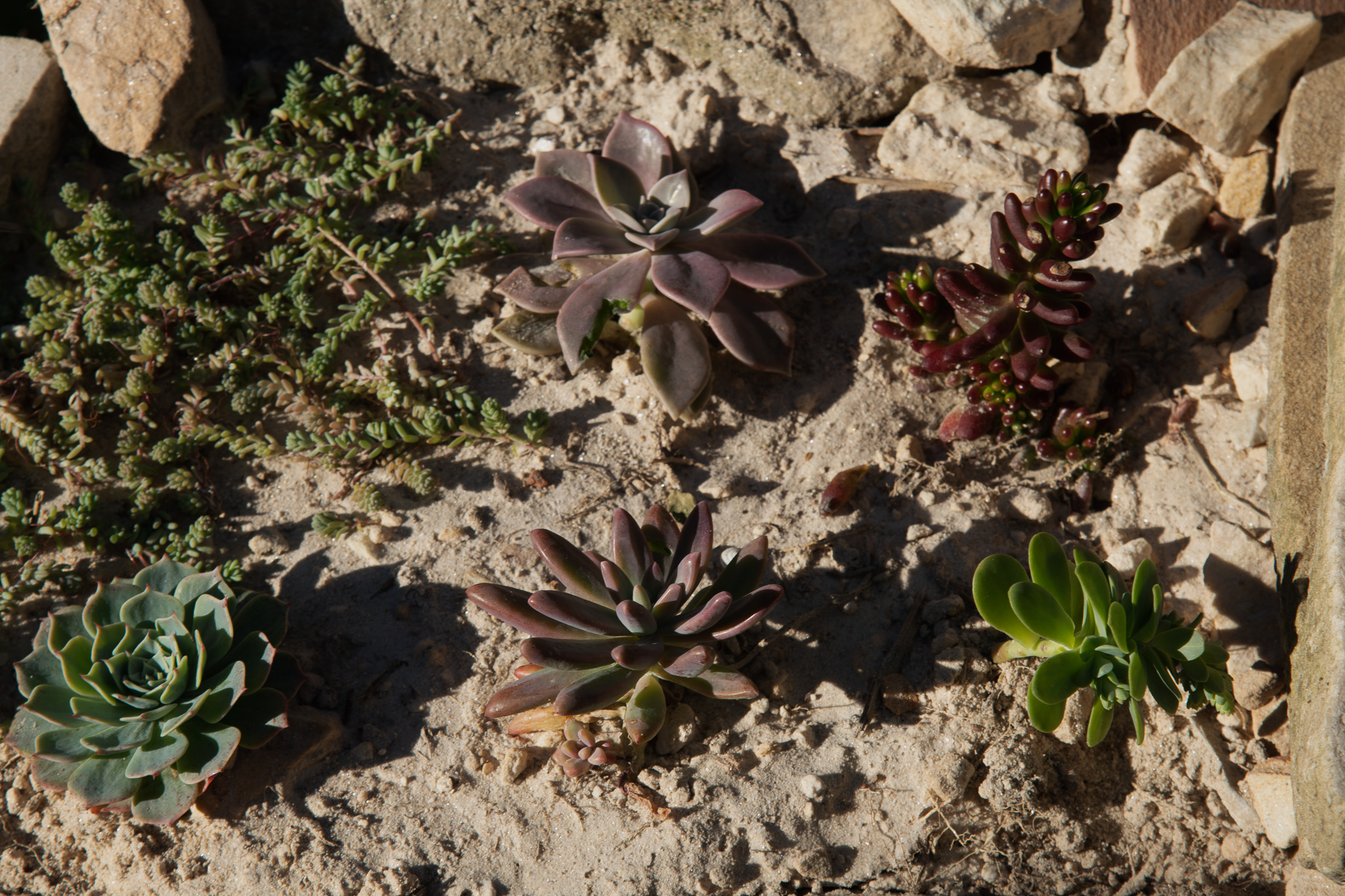 Suculentas plantadas em poeira de pedra