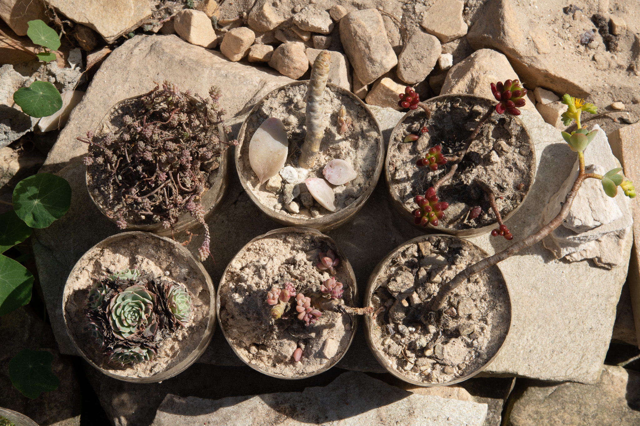 Suculentas plantadas em poeira de pedra